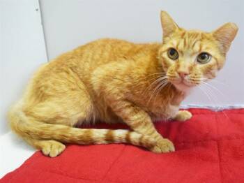 HONEYBEE -  Domestic Short Hair Cat for Adoption in Sacramento, California - HONEYBEE | PetCurious