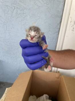 MANNY -  Domestic Short Hair Cat for Adoption in Palmetto, Florida - MANNY | PetCurious