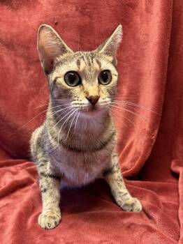Soda Bread -  Domestic Short Hair and Tabby Cat for Adoption in Homer Glen, Illinois - Soda Bread | PetCurious