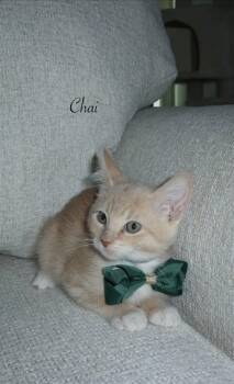 CHAI -  Domestic Short Hair Cat for Adoption in Conroe, Texas - CHAI | PetCurious