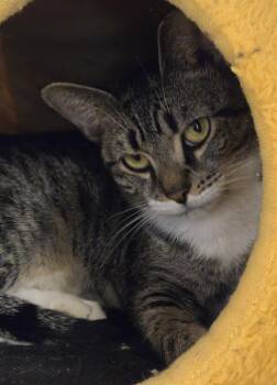 Togepi -  Domestic Short Hair Cat for Adoption in Windsor, Connecticut - Togepi | PetCurious