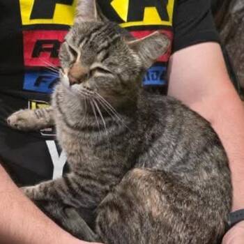 Jemma -  Domestic Short Hair Cat for Adoption in Victoria, British Columbia - Jemma | PetCurious