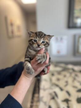 Domestic Short Hair Cats Available for Adoption in Angola, Indiana - Kirk | PetCurious