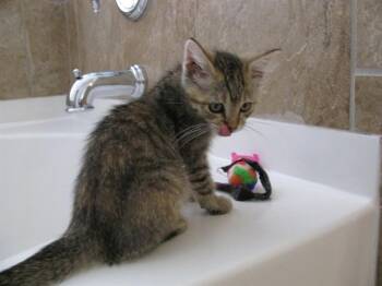 SAFFRON -  Domestic Short Hair Cat for Adoption in Aurora, Colorado - SAFFRON | PetCurious
