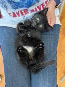 Domestic Short Hair Cats Available for Adoption in Oradell, New Jersey - Bumble | PetCurious