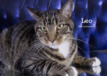 Leo the Lionhearted -  Tabby Cat for Adoption in York, Nebraska - Leo The Lionhearted | PetCurious