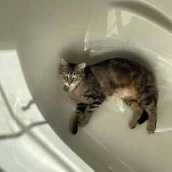 Rosemary -  Tabby and Domestic Short Hair Cat for Adoption in Harpers Ferry, West Virginia - Rosemary | PetCurious