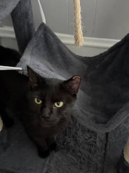 Chatty Kathy -  Domestic Short Hair Cat for Adoption in Pawtucket, Rhode Island - Chatty Kathy | PetCurious