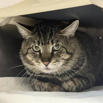 Domestic Short Hair Cats Available for Adoption in Las Vegas, Nevada - SUPER MAN | PetCurious