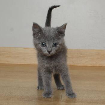 Tigger C69553 -  Domestic Short Hair Cat Available for Adoption in Minnetonka, Minnesota - Tigger C69553 | PetCurious