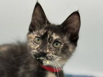 Eclipse -  Domestic Short Hair Cat for Adoption in Portland, Oregon - Eclipse | PetCurious