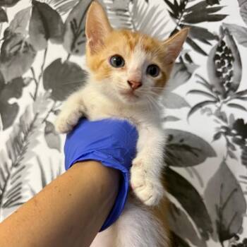 Butters -  Domestic Short Hair Cat for Adoption in Wahiawa, Hawaii - Butters | PetCurious