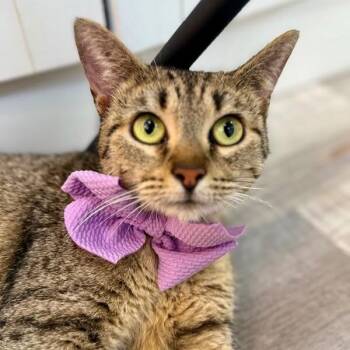 Blythe de la Tabby -  Tabby and Domestic Short Hair Cat for Adoption in Friendswood, Texas - Blythe De La Tabby | PetCurious