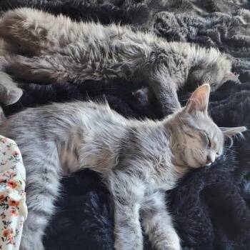 Sammy -  Domestic Long Hair and Russian Blue Cat for Adoption in Los Angeles, California - Sammy | PetCurious