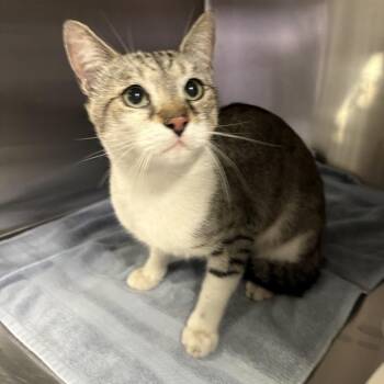 Ralfie -  Domestic Short Hair Cat for Adoption in San Gabriel, California - Ralfie | PetCurious