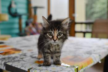 Freedom -  Domestic Long Hair Cat for Adoption in Hermitage, Pennsylvania - Freedom | PetCurious