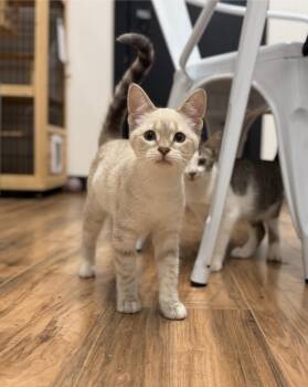 Juniper -  Siamese Cat for Adoption in Wayland, Michigan - Juniper | PetCurious