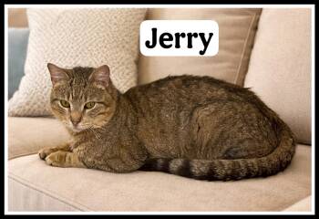 Tabby Cats Available for Adoption - Jerry (FCID# 03/13/2026 - 104) Willow Grove PS | PetCurious
