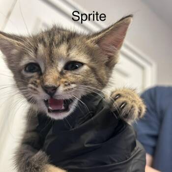 Sprite -  Domestic Short Hair Cat for Adoption in Knoxville, Tennessee - Sprite | PetCurious