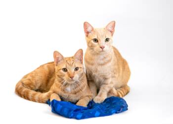 Rescue Domestic Short Hair Cats for Adoption in Birmingham, Alabama - Harry Scary & Maya Papaya | PetCurious
