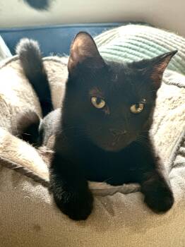 Rescue Domestic Short Hair Cats for Adoption in New York, New York - Potato Chip: Lively, Petite Black Panther Kitten | PetCurious