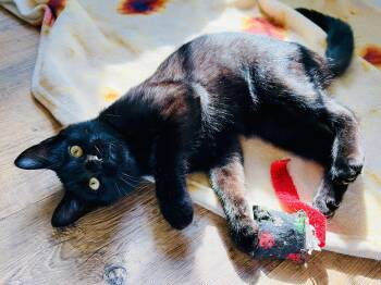 Domestic Short Hair Cats Available for Adoption - Wolf | PetCurious