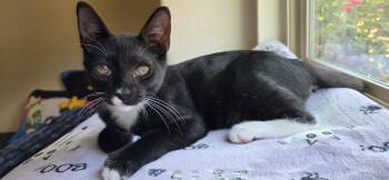 Martini Bond 7741 -  Domestic Short Hair Cat for Adoption in Dallas, Texas - Martini Bond 7741 | PetCurious