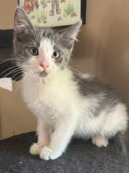 Domestic Medium Hair Cats Available for Adoption in Calera, Alabama - Dean | PetCurious