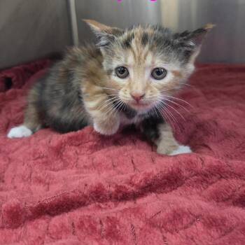 Moth -  Domestic Short Hair Cat for Adoption in Windsor, Virginia - Moth | PetCurious