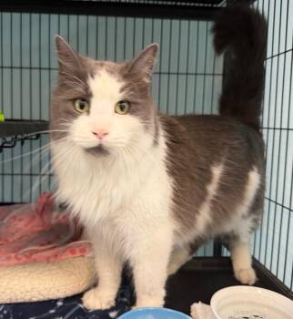 Maine Coon and Domestic Long Hair Cats Available for Adoption in Columbia, Illinois - Louie | PetCurious
