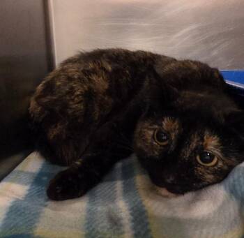 Domestic Short Hair Cats Available for Adoption - Labelle | PetCurious