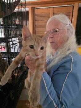 Tawny -  Domestic Short Hair Cat for Adoption in Thompson Falls, Montana - Tawny | PetCurious