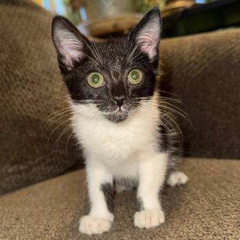 Rescue Domestic Short Hair Cats for Adoption in Lawton, Oklahoma - SALLY SKELLINGTON | PetCurious