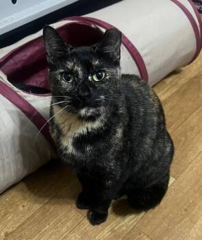 Eria -  Domestic Short Hair Cat Available for Adoption in Douglasville, Georgia - Eria | PetCurious