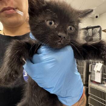 Jones -  Domestic Short Hair Cat for Adoption in Newark, New Jersey - Jones | PetCurious