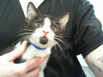 A1270335 -  Domestic Short Hair Cat for Adoption in Charlotte, North Carolina - A1270335 | PetCurious