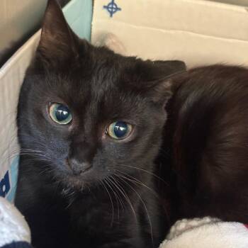 Oriana -  Domestic Short Hair Cat for Adoption in Bristol, Indiana - Oriana | PetCurious