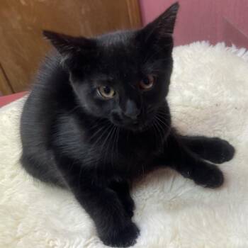 Domestic Short Hair Cats Available for Adoption in Lenexa, Kansas - Samantha | PetCurious