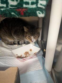 Brock -  Domestic Short Hair Cat for Adoption in Cincinnati, Ohio - Brock | PetCurious