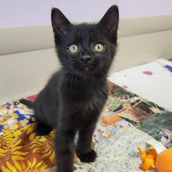 Terzo -  Domestic Short Hair Cat for Adoption in Marshfield, Wisconsin - Terzo | PetCurious