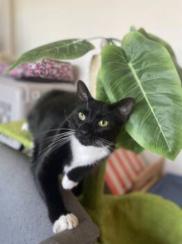 Rescue Domestic Short Hair Cats for Adoption in Poinciana, Florida - Oreo | PetCurious