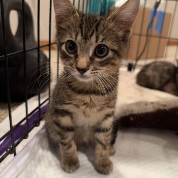 Theodore -  Tabby Cat for Adoption in Wanaque, New Jersey - Theodore | PetCurious