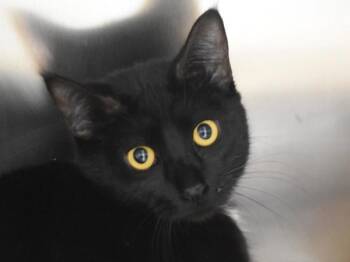 Domestic Short Hair Cats Available for Adoption - Lila | PetCurious