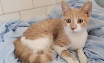 Emerson -  Domestic Short Hair Cat for Adoption in Cleveland, Ohio - Emerson | PetCurious