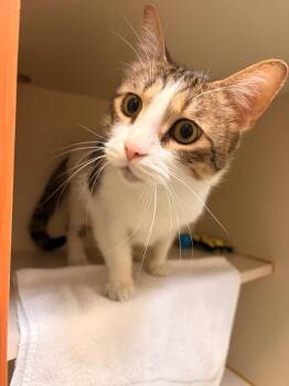 The Cat -  Domestic Short Hair Cat for Adoption in Fairfax, Virginia - The Cat | PetCurious