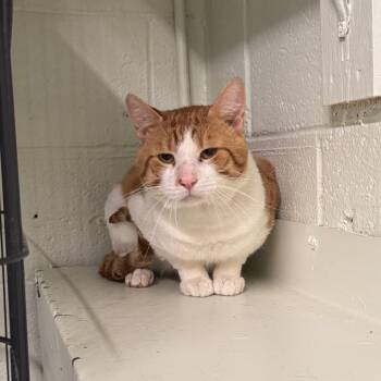 Domestic Short Hair Cats Available for Adoption - Randal | PetCurious
