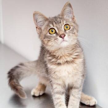Sink Water -  Domestic Short Hair Cat for Adoption in Hattiesburg, Mississippi - Sink Water | PetCurious