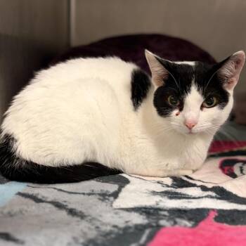 Eyeris -  Domestic Medium Hair Cat for Adoption in Charleston, West Virginia - Eyeris | PetCurious