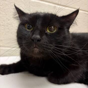 Rome -  Domestic Short Hair Cat Available for Adoption in Murray, Utah - Rome | PetCurious