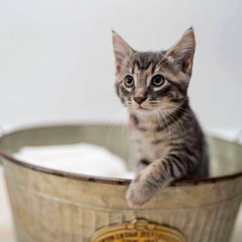 Rescue Domestic Medium Hair Cats for Adoption in Chicago, Illinois - Sparky | PetCurious